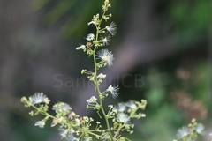 Archidendron monadelphum